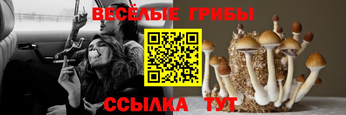 Галлюциногенные грибы Psilocybe  Псилоцибиновые грибы мицелий  Солнечногорск 